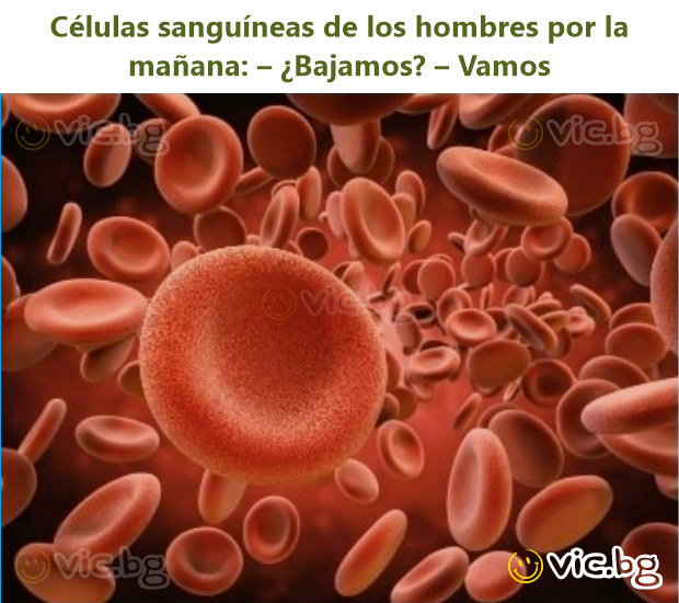 Células sanguíneas de los hombres por la mañana: – ¿Bajamos? – Vamos