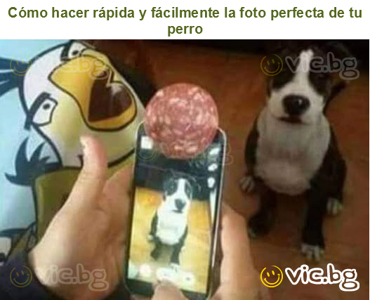 Cómo hacer rápida y fácilmente la foto perfecta de tu perro