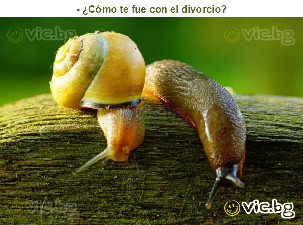 - ¿Cómo te fue con el divorcio?