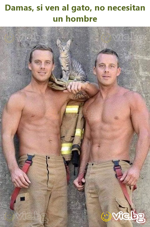 Damas, si ven al gato, no necesitan un hombre