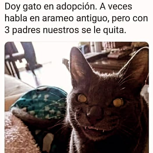 Doy gato en adopción. A veces habla en arameo antiguo, pero con 3 padres nuestros se le quita.