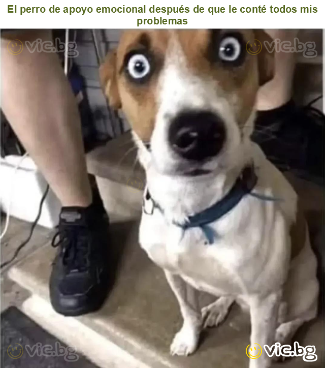 El perro de apoyo emocional después de que le conté todos mis problemas