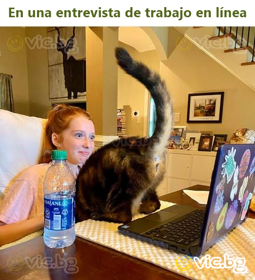 En una entrevista de trabajo en línea