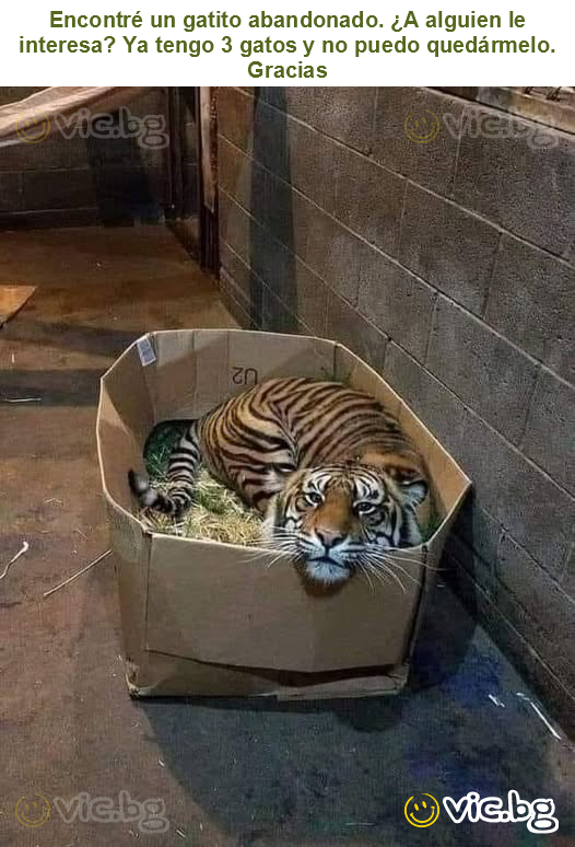 Encontré un gatito abandonado. ¿A alguien le interesa? Ya tengo 3 gatos y no puedo quedármelo. Gracias