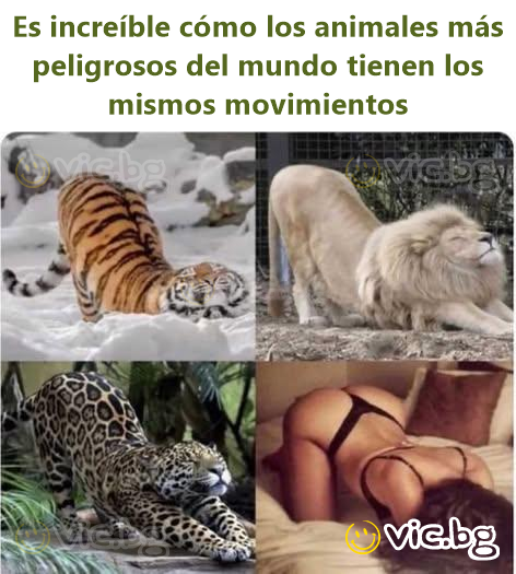 Es increíble cómo los animales más peligrosos del mundo tienen los mismos movimientos