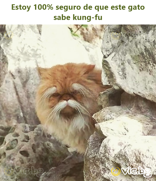 Estoy 100% seguro de que este gato sabe kung-fu