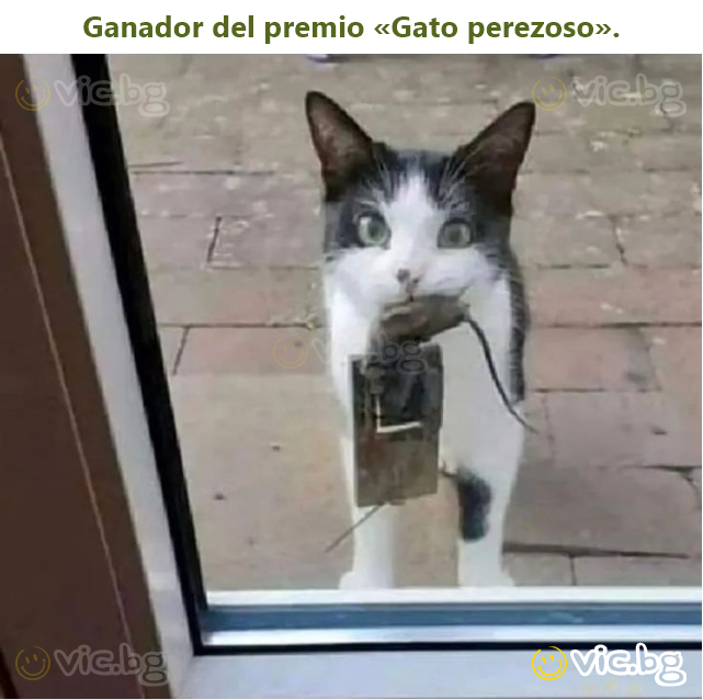 Ganador del premio «Gato perezoso».