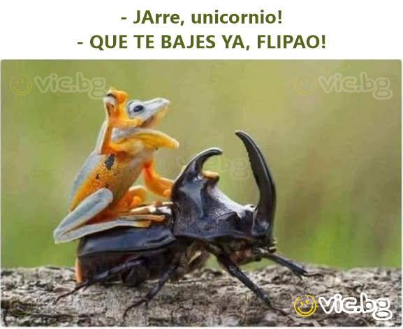 - JArre, unicornio! - QUE TE BAJES YA, FLIPAO!
