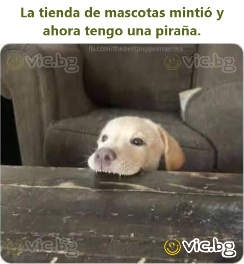 La tienda de mascotas mintió y ahora tengo una piraña.