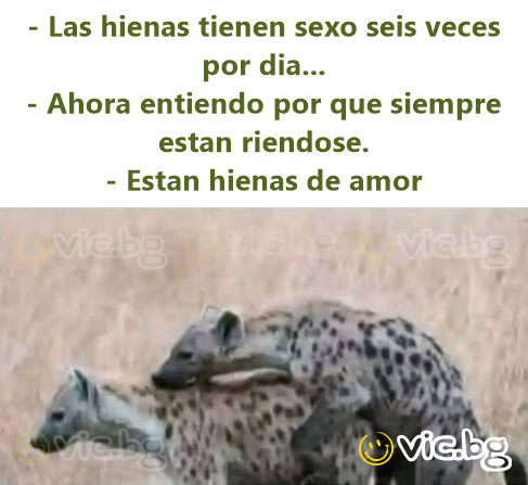 - Las hienas tienen sexo seis veces por dia... - Ahora entiendo por que siempre estan riendose. - Estan hienas de amor