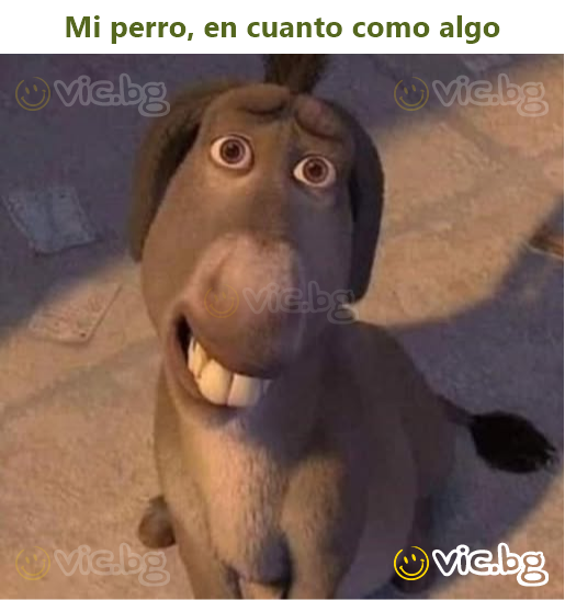 Mi реrrо, en cuanto como algo