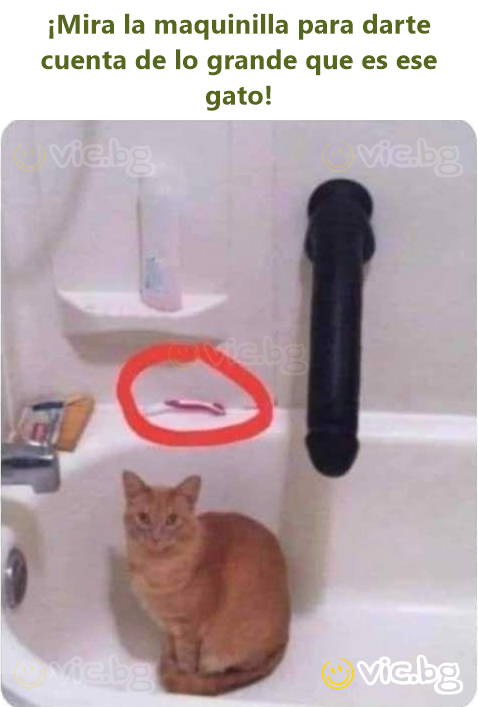 ¡Mira la maquinilla para darte cuenta de lo grande que es ese gato!