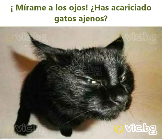 ¡ Mírame a los ojos! ¿Has acariciado gatos ajenos?