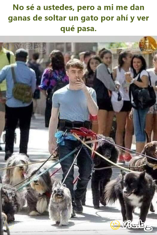No sé a ustedes, pero a mi me dan ganas de soltar un gato por ahí y ver qué pasa.