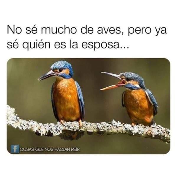 No sé mucho de aves, pero ya sé quién es la esposa...
