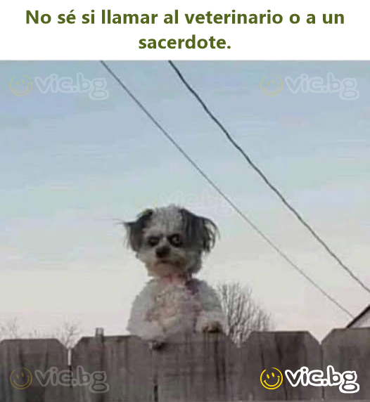 No sé si llamar al veterinario o a un sacerdote.