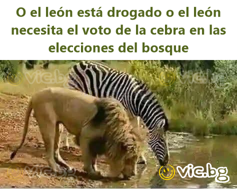 O el león está drogado o el león necesita el voto de la cebra en las elecciones del bosque