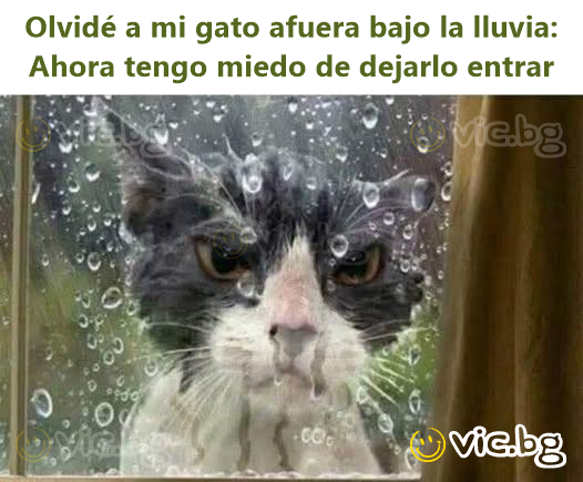 Olvidé a mi gato afuera bajo la lluvia: Ahora tengo miedo de dejarlo entrar