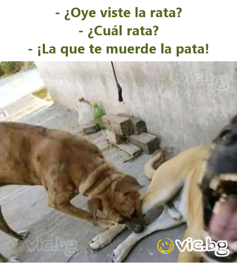 - ¿Oye viste la rata?  - ¿Cuál rata?  - ¡La que te muerde la pata!