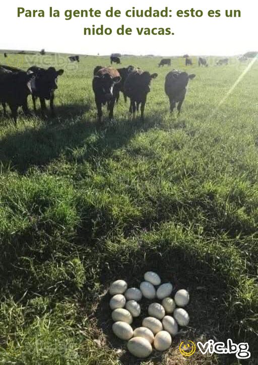 Para la gente de ciudad: esto es un nido de vacas.