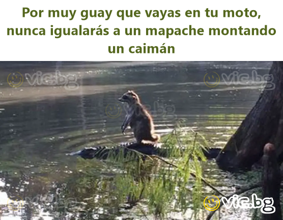 Por muy guay que vayas en tu moto, nunca igualarás a un mapache montando un caimán