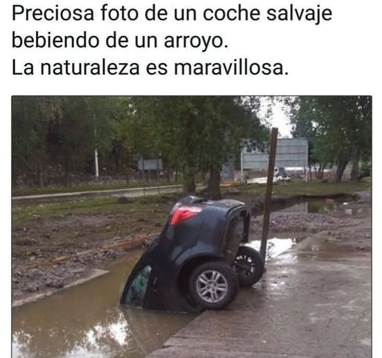 Preciosa foto de un coche salvaje bebiendo de un arroyo. La naturaleza es maravillosa.  