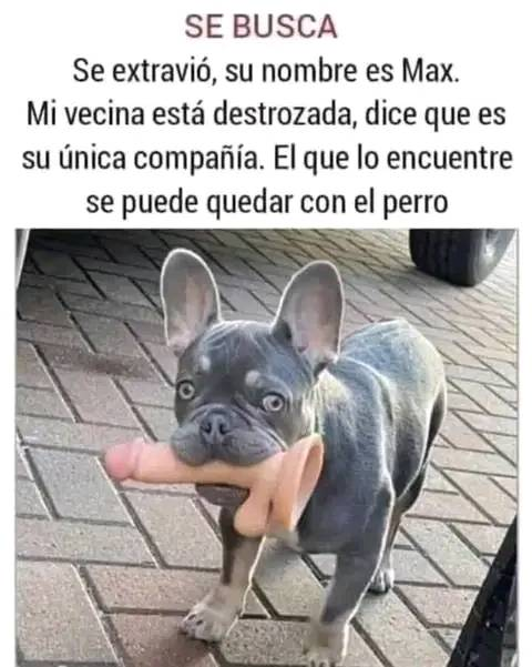 SE BUSCA  Se extravió, su nombre es Max. Mi vecina está destrozada, dice que es su única compañía. El que lo encuentre se puede quedar con el perro