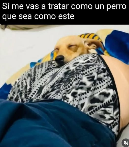 Si me vas a tratar como un реrrо que sea como este