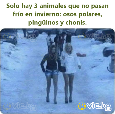 Solo hay 3 animales que no pasan frío en invierno: osos polares, pingüinos y chonis.