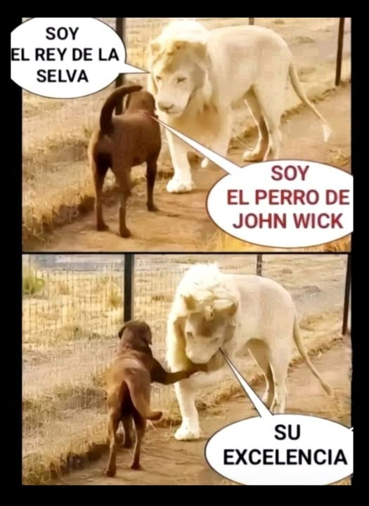 Soy el rey de la selva. Soy el реrrо de john wick. Su excelencia