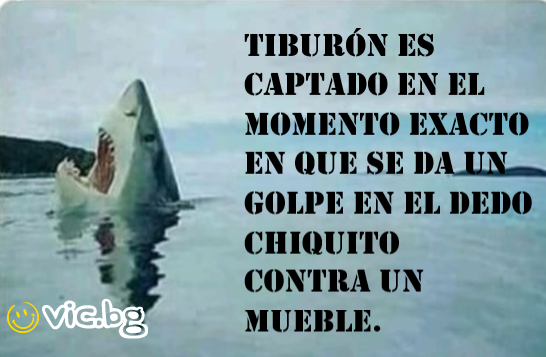 Tiburón es captado en el momento exacto en que se da un golpe en el dedo chiquito contra un mueble.