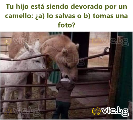 Tu hijo está siendo devorado por un camello: ¿a) lo salvas o b) tomas una foto?