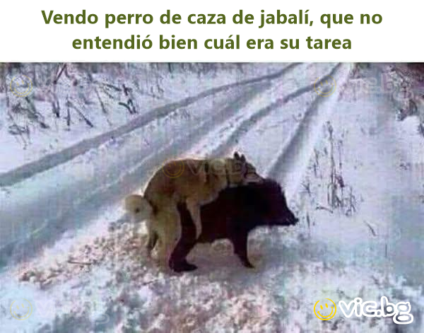 Vendo реrrо de caza de jabalí, que no entendió bien cuál era su tarea