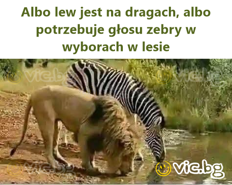 Albo lew jest na dragach, albo potrzebuje głosu zebry w wyborach w lesie