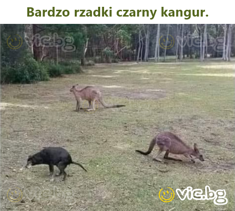 Bardzo rzadki czarny kangur.