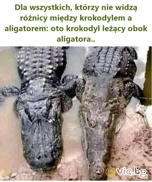 Dla wszystkich, którzy nie widzą różnicy między krokodylem a aligatorem: oto krokodyl leżący obok aligatora..