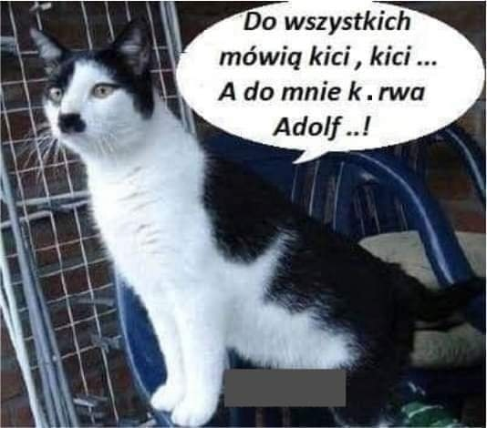 Do wszystkich mówia kici, kici ... A do mnie k. rwa Adolf..!