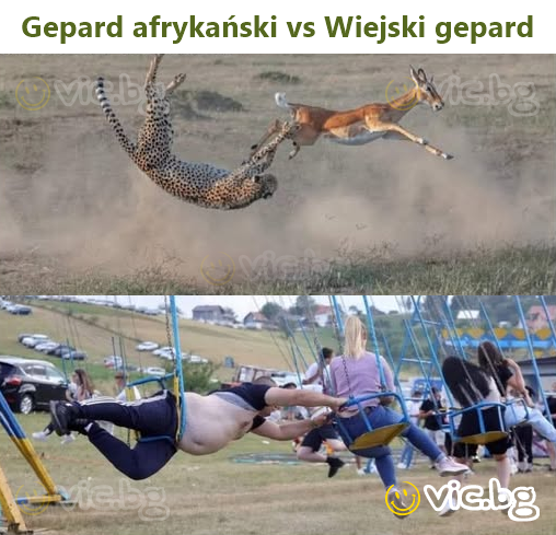 Gepard afrykański vs Wiejski gepard