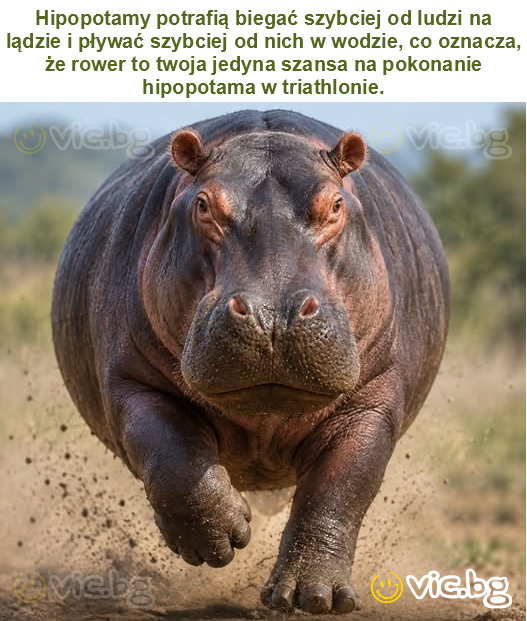 Hipopotamy potrafią biegać szybciej od ludzi na lądzie i pływać szybciej od nich w wodzie, co oznacza, że rower to twoja jedyna szansa na pokonanie hipopotama w triathlonie.