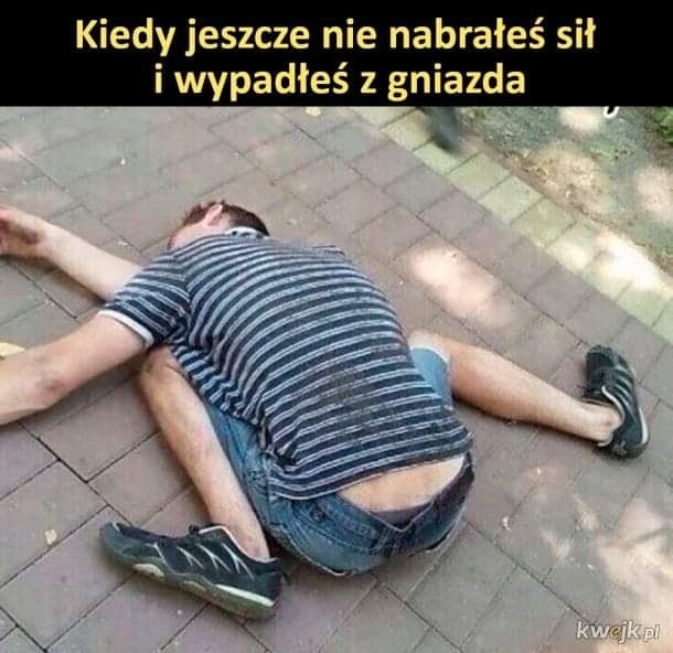 Kiedy jeszcze nie nabrates sit i wypadtes z gniazda