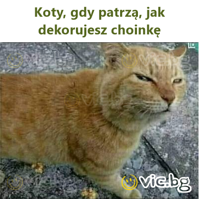 Koty, gdy patrzą, jak dekorujesz choinkę