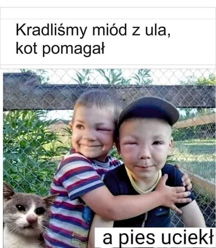 Kradlismy miód z ula, kot pomagat a pies uciekt