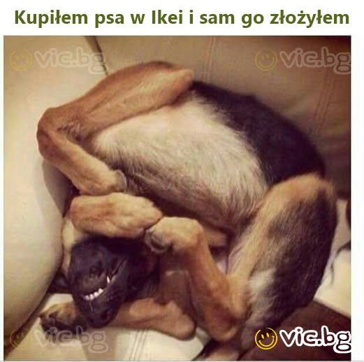 Kupiłem psa w Ikei i sam go złożyłem
