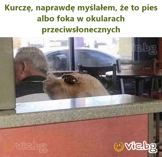 Kurczę, naprawdę myślałem, że to pies albo foka w okularach przeciwsłonecznych