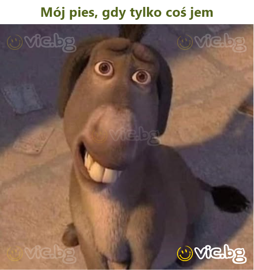 Mój pies, gdy tylko coś jem