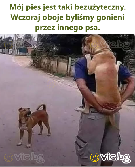 Mój pies jest taki bezużyteczny. Wczoraj oboje byliśmy gonieni przez innego psa.