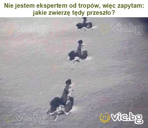 Nie jestem ekspertem od tropów, więc zapytam: jakie zwierzę tędy przeszło?