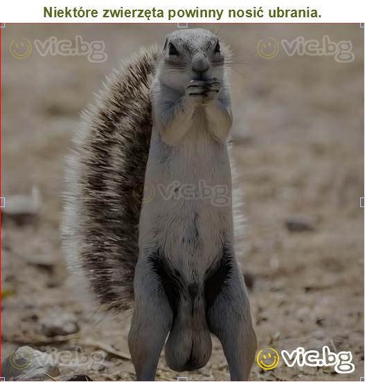 Niektóre zwierzęta powinny nosić ubrania.