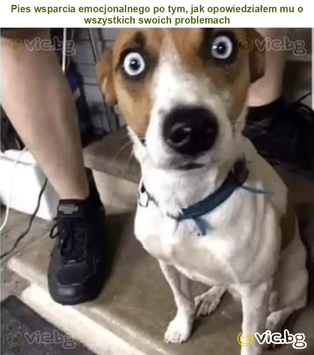 Pies wsparcia emocjonalnego po tym, jak opowiedziałem mu o wszystkich swoich problemach