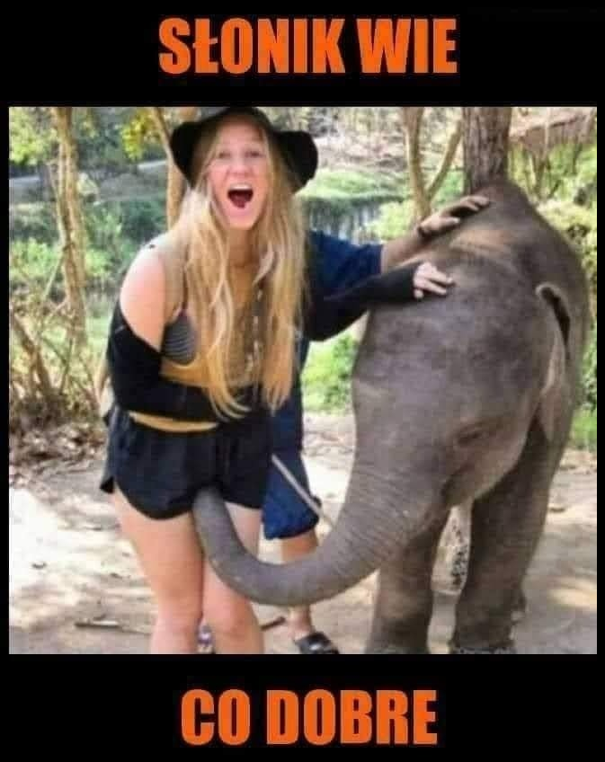 Slonik wie co dobre